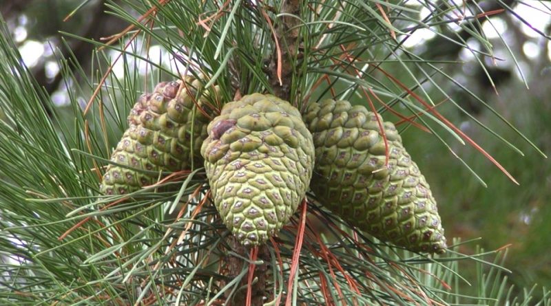 Semilla de Pino Pinus Radiata