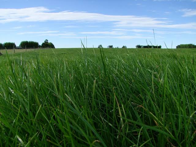 Ryegrass Perenne Matrix - Imagen 6
