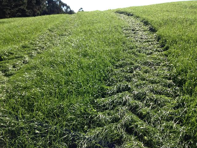 Ryegrass Perenne Matrix - Imagen 4