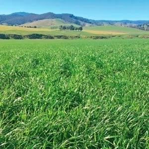 Ryegrass Perenne Matrix - Imagen 5