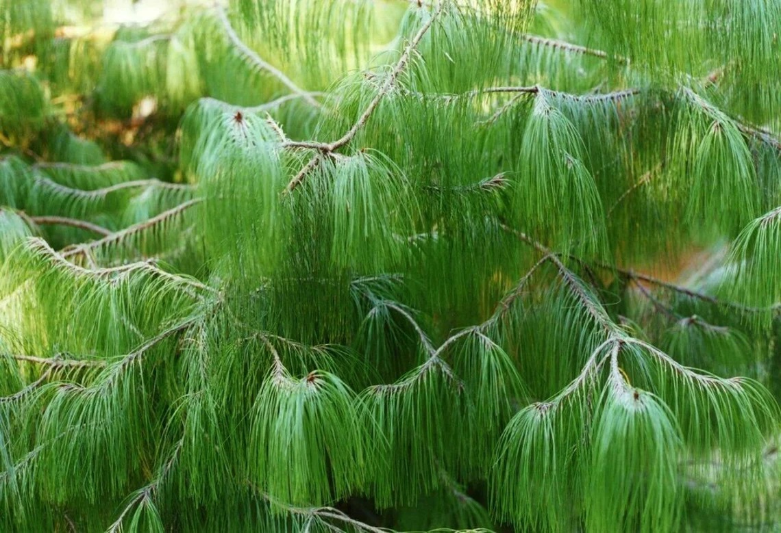 Semilla de Pino o Pinus Patula - Imagen 4
