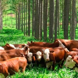 Semillas y Plantas Forestales