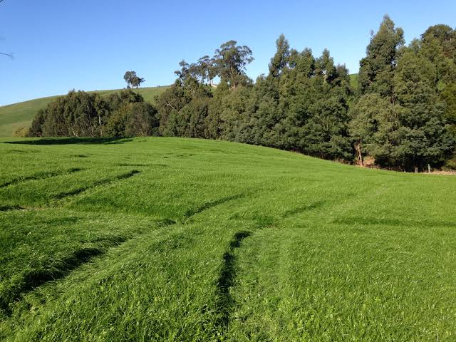 Ryegrass Perenne Matrix - Imagen 3