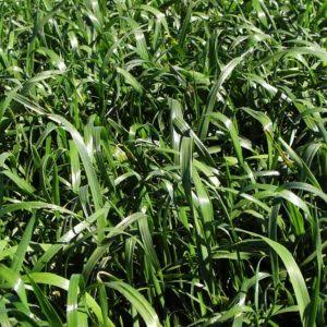Ryegrass Perenne Matrix - Imagen 2