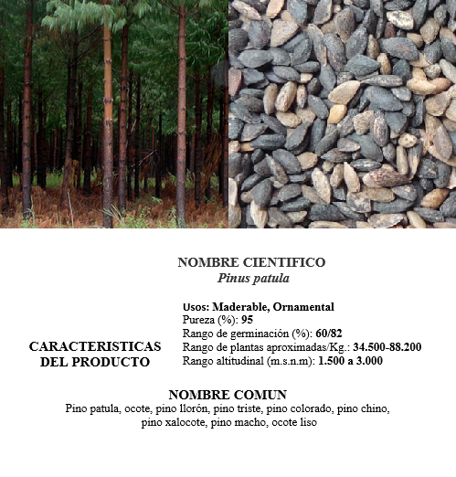 Semilla de Pino o Pinus Patula - Imagen 2