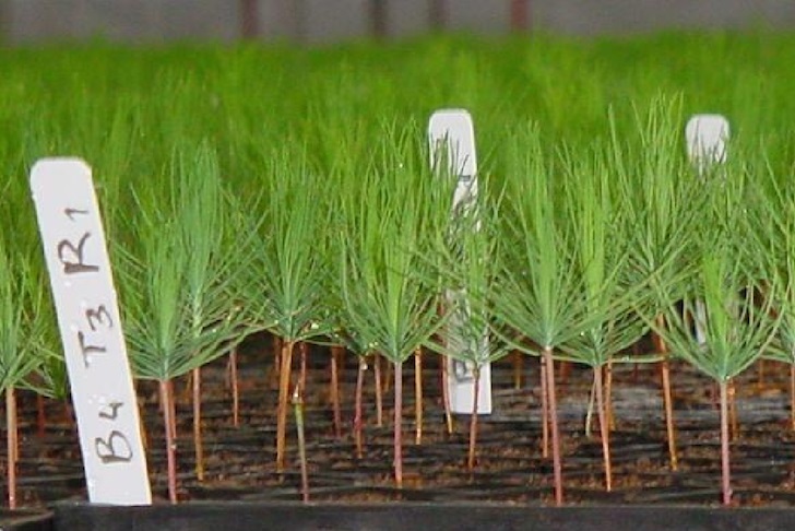 Semilla de Pino Pinus Radiata - Imagen 5