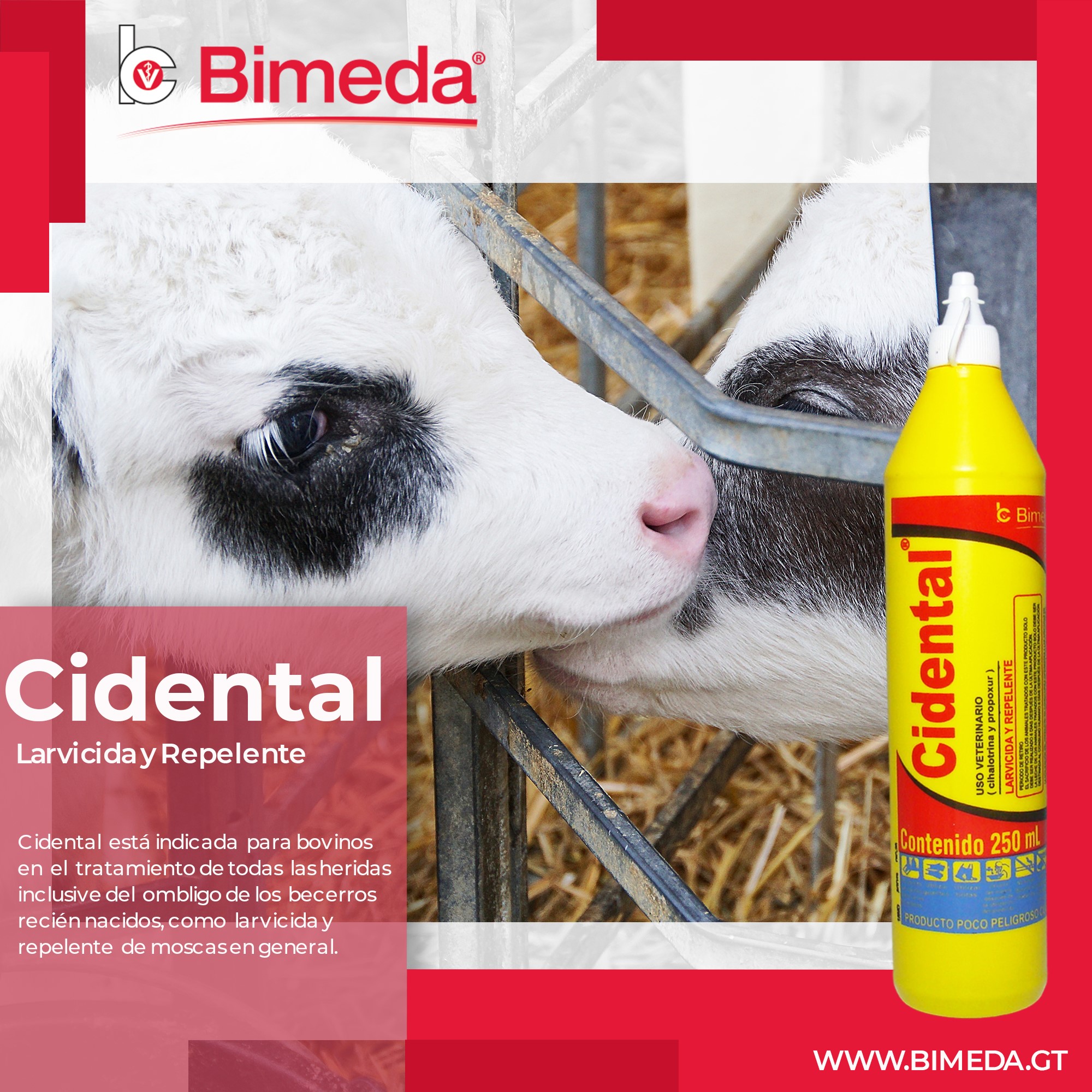 Curabichera CIDENTAL 250ml - Imagen 5