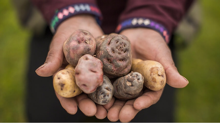 Semilla Seleccionada de Papas Nativas - Imagen 11
