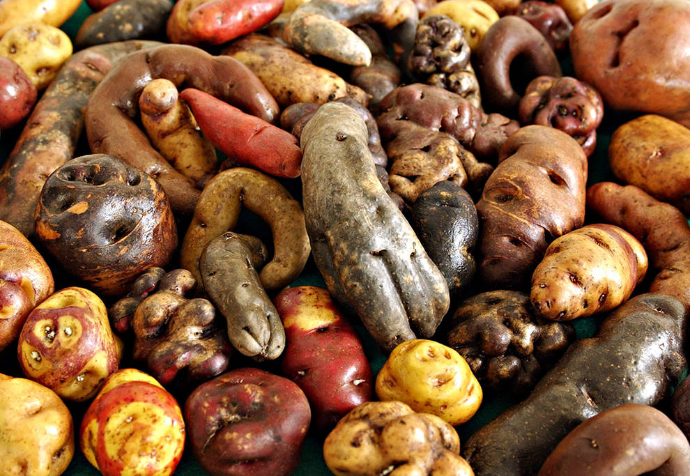 Semilla Seleccionada de Papas Nativas - Imagen 8