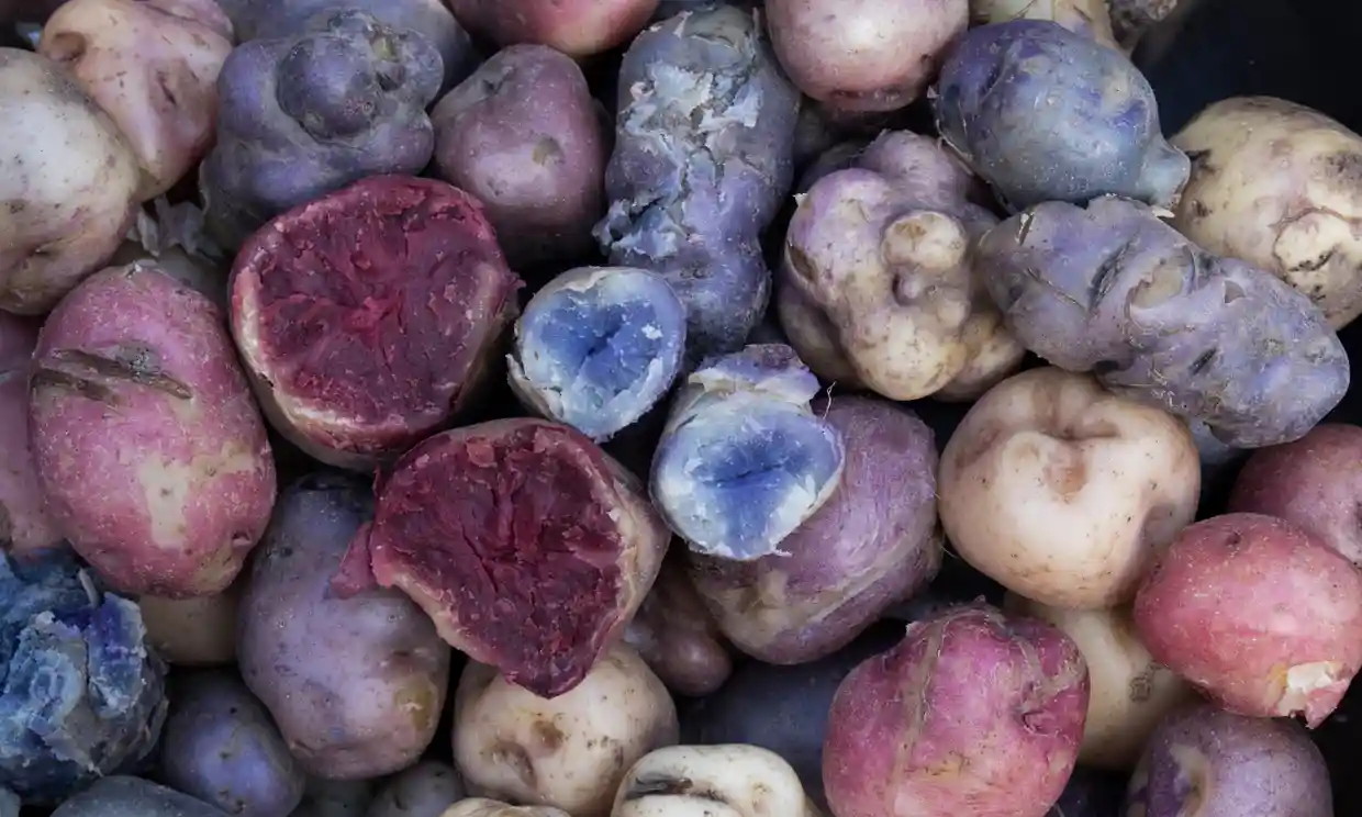 Semilla Seleccionada de Papas Nativas - Imagen 4