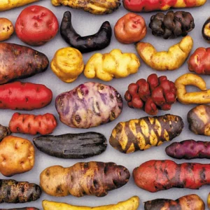 Semilla Seleccionada de Papas Nativas