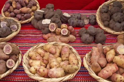 Semilla Seleccionada de Papas Nativas - Imagen 18