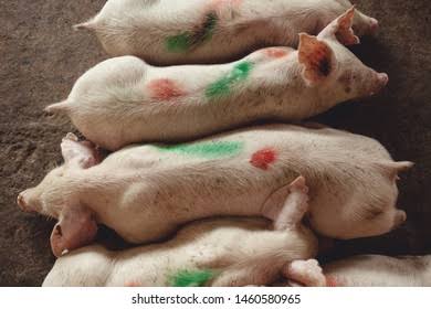 Crayones para Marcar Animales - Imagen 7