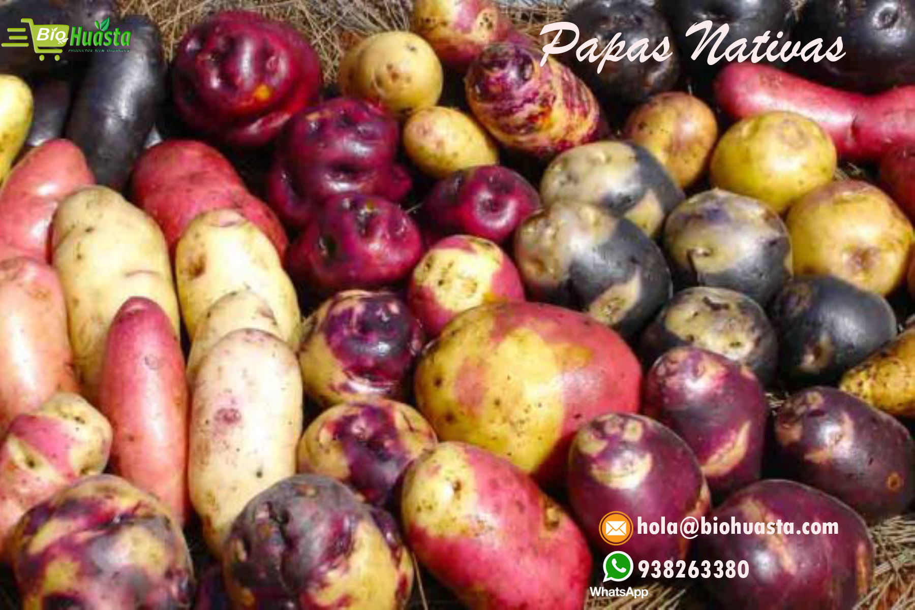 Semilla Seleccionada de Papas Nativas - Imagen 7