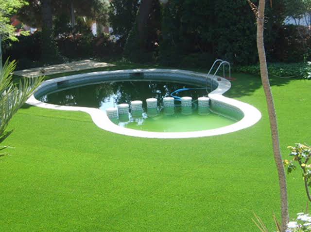 Festuca Mustang - Imagen 18