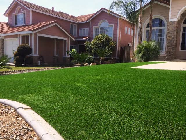 Festuca Mustang - Imagen 17