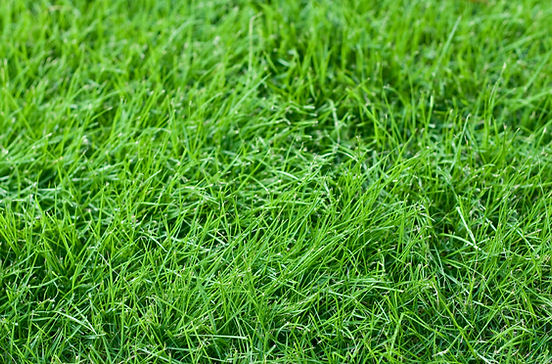 Festuca Mustang - Imagen 2
