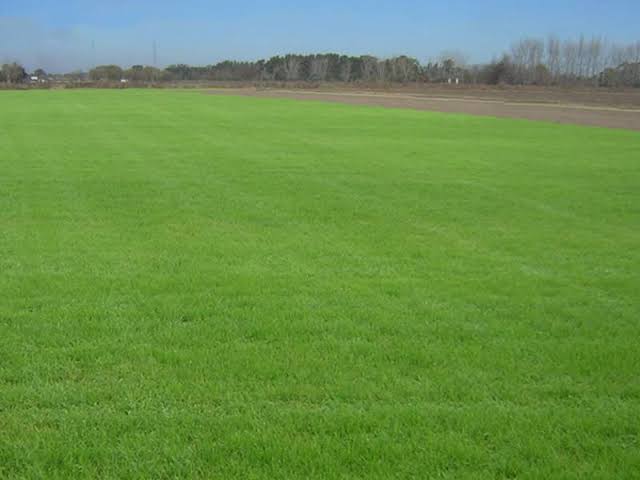 Festuca Mustang - Imagen 14