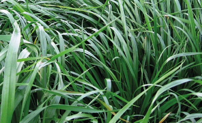 Ryegrass Híbrido Boxer - Imagen 5