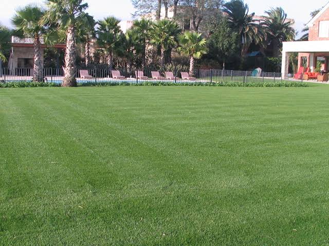 Festuca Mustang - Imagen 15