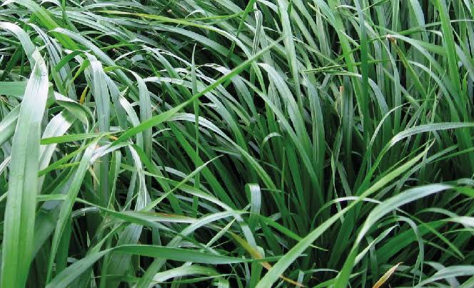 Ryegrass Híbrido Boxer