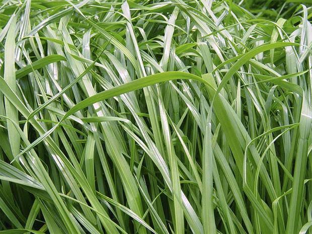 Ryegrass Híbrido Boxer - Imagen 2