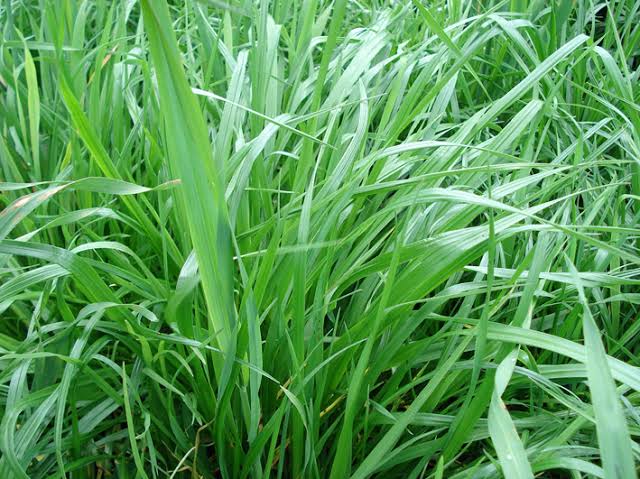 Ryegrass Híbrido Boxer - Imagen 3
