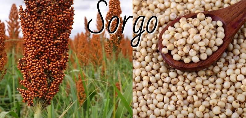 Semilla Sorgo Forrajero - Imagen 13
