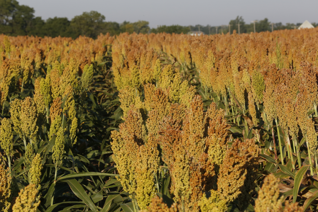 Semilla Sorgo Forrajero - Imagen 7