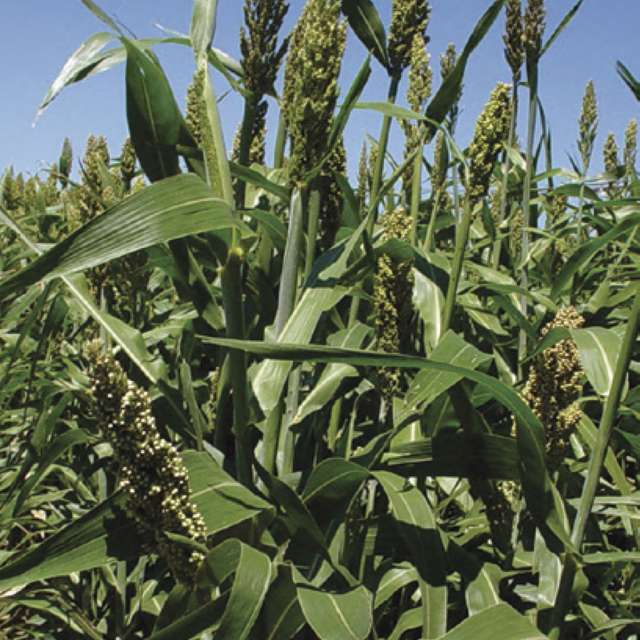 Semilla Sorgo Forrajero - Imagen 17