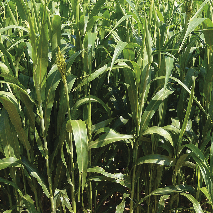 Semilla Sorgo Forrajero - Imagen 16