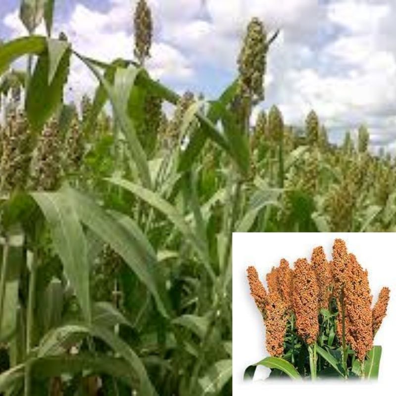 Semilla Sorgo Forrajero - Imagen 18