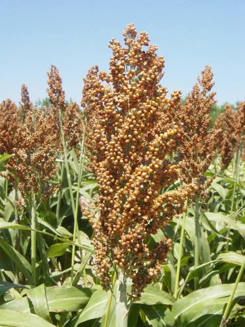 Semilla Sorgo Forrajero - Imagen 14
