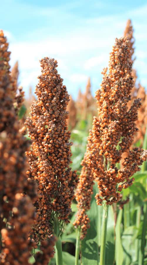 Semilla Sorgo Forrajero - Imagen 5