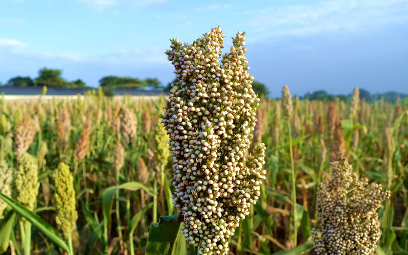 Semilla Sorgo Forrajero - Imagen 6