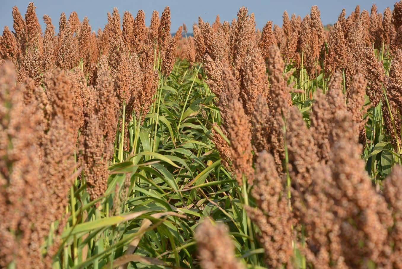 Semilla Sorgo Forrajero - Imagen 4