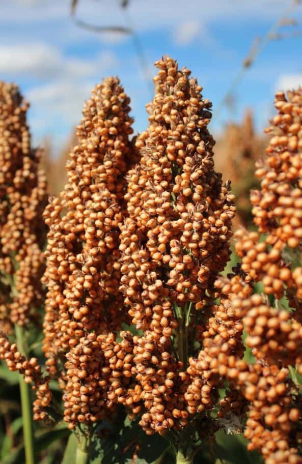 Semilla Sorgo Forrajero - Imagen 3