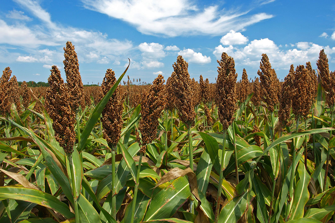 Semilla Sorgo Forrajero - Imagen 8