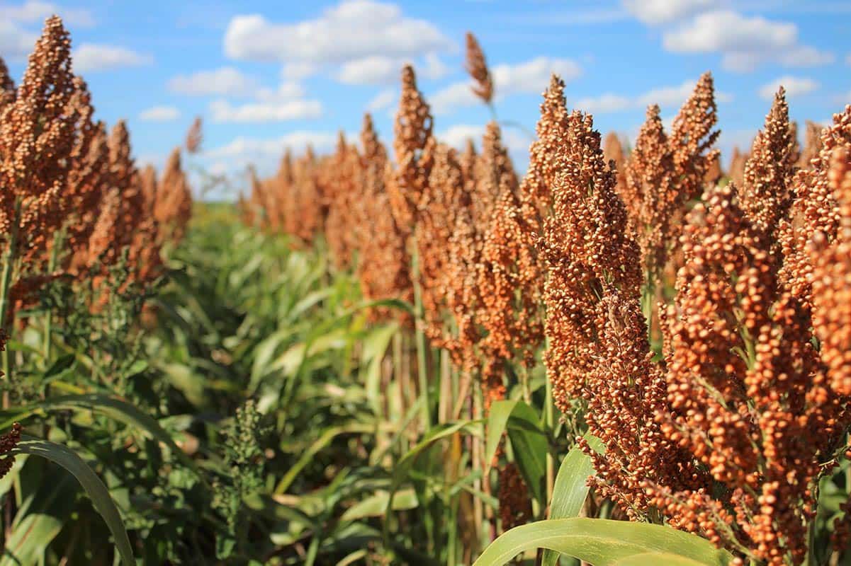 Semilla Sorgo Forrajero - Imagen 2