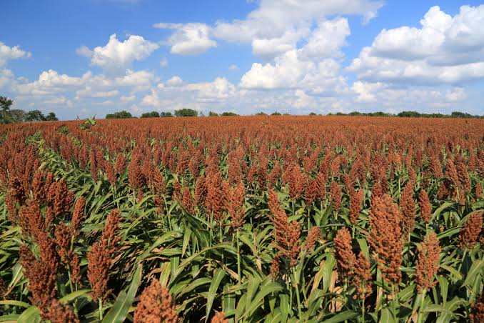 Semilla Sorgo Forrajero - Imagen 10