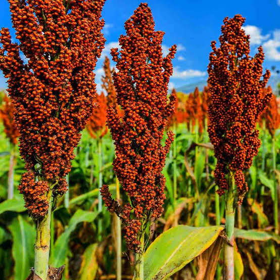 Semilla Sorgo Forrajero - Imagen 15