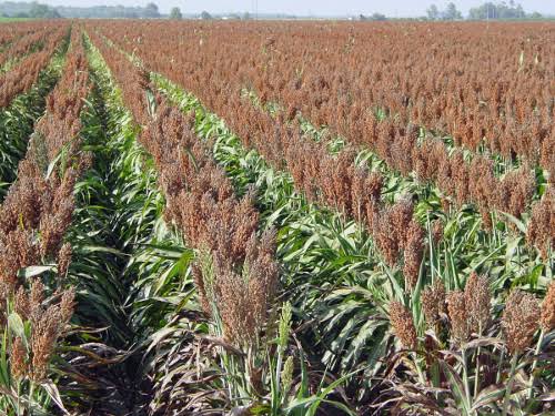 Semilla Sorgo Forrajero - Imagen 9