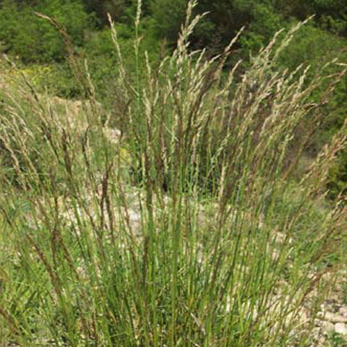 FESTUCA ALTA FAWN - Imagen 7
