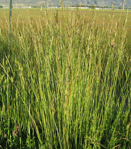 FESTUCA ALTA FAWN - Imagen 8