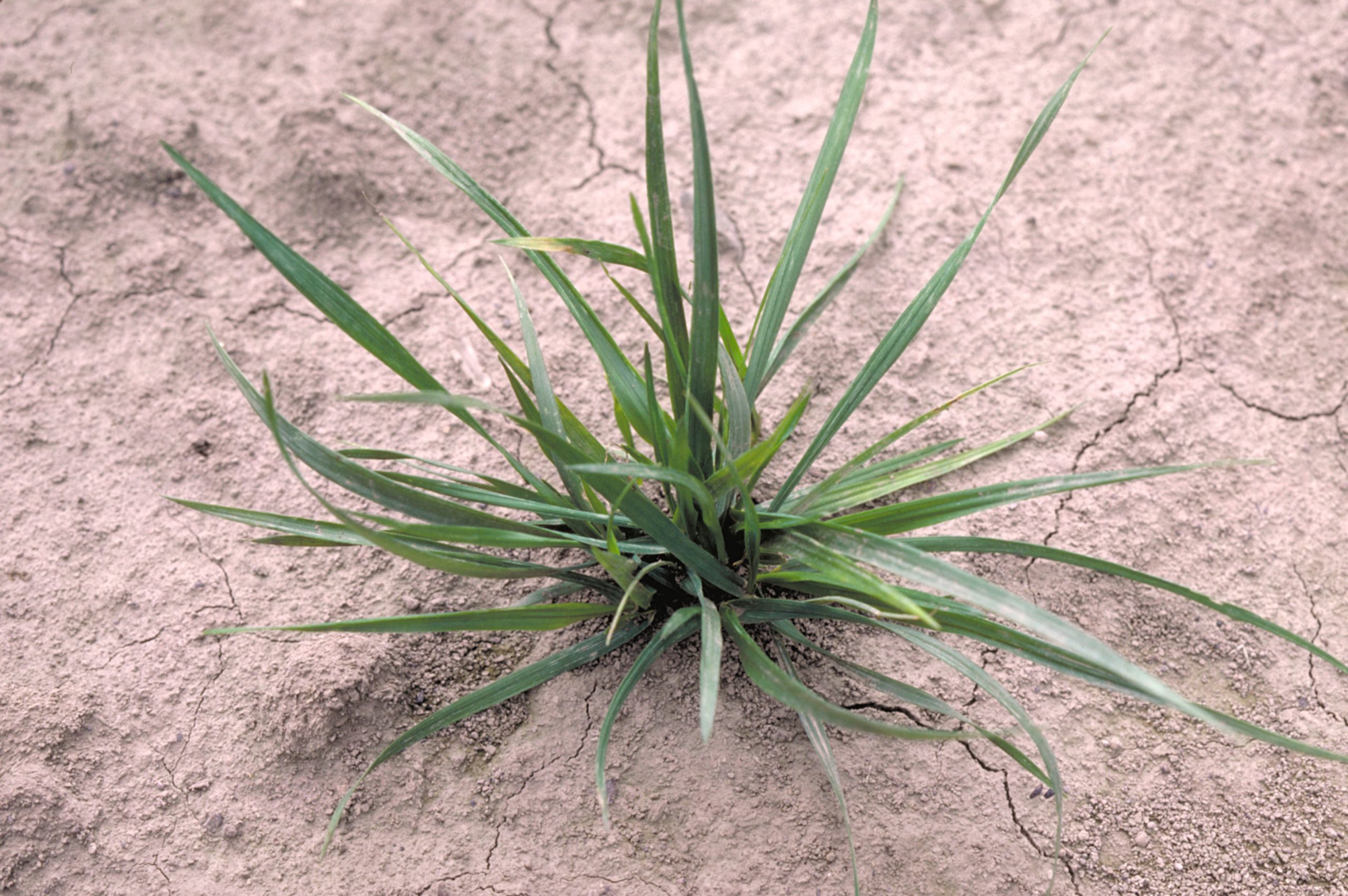 FESTUCA ALTA FAWN - Imagen 6