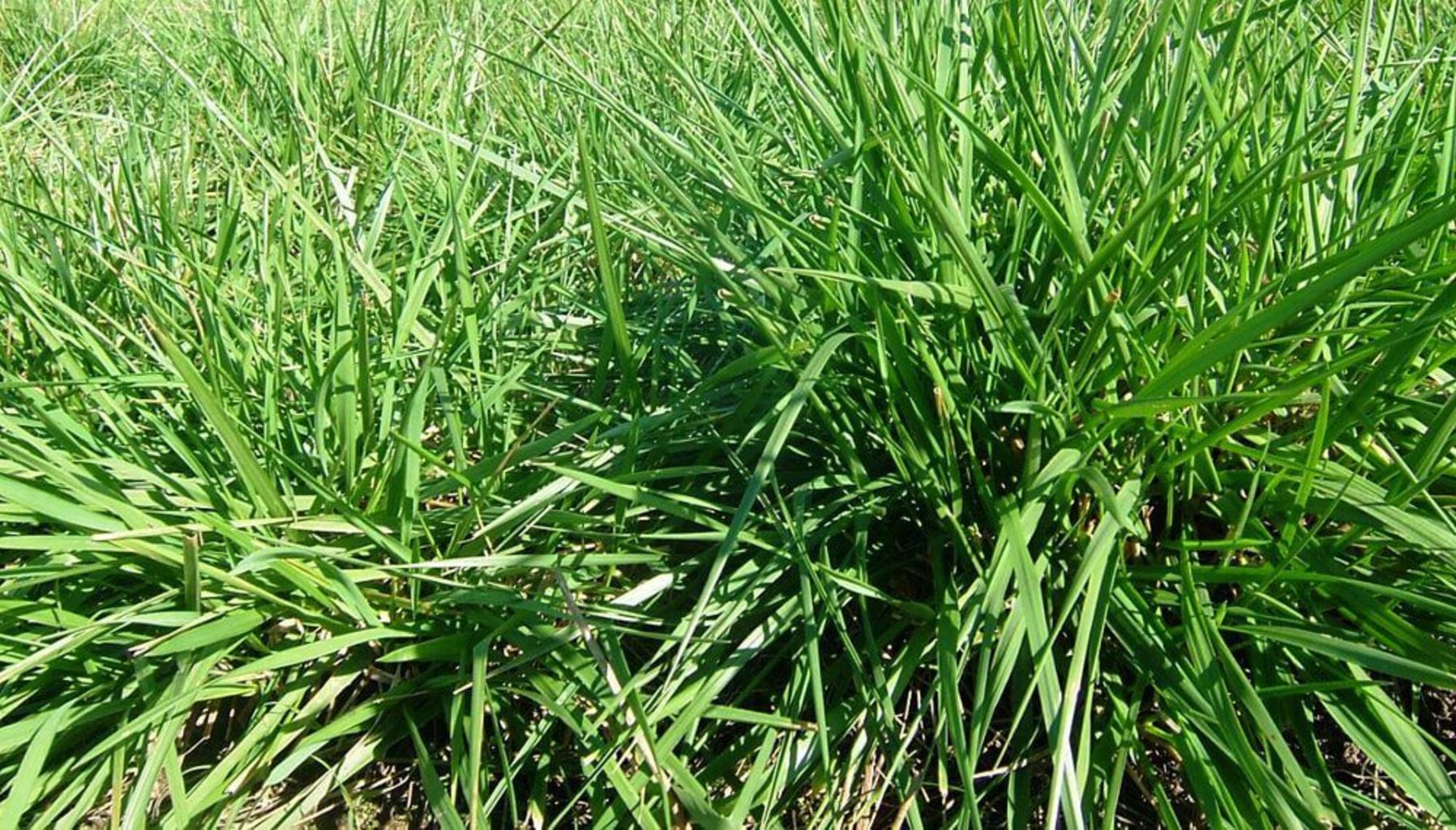 FESTUCA ALTA FAWN - Imagen 4