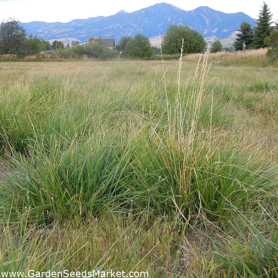 FESTUCA ALTA FAWN - Imagen 2