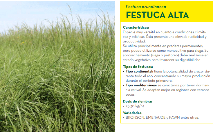 FESTUCA ALTA FAWN - Imagen 9
