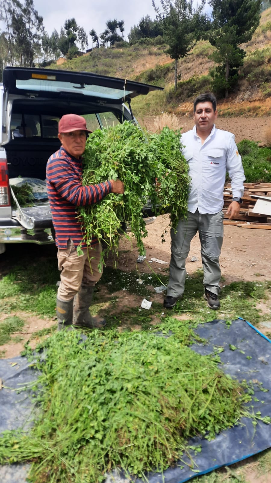 Alfalfa SW Moapa - Imagen 6