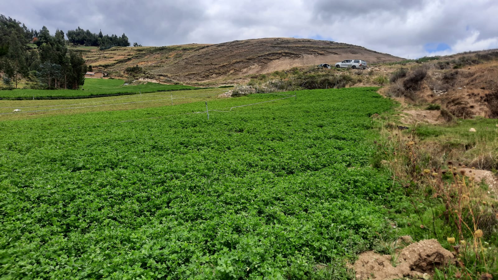 Alfalfa SW Moapa - Imagen 2